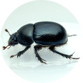Pest Hunterz beetle control