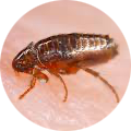 Pest Hunterz flea control