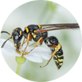 Pest Hunterz wasp control